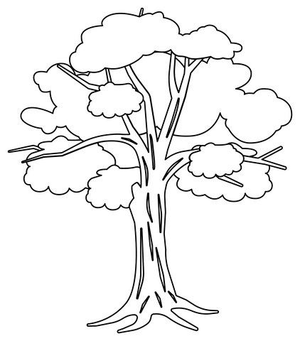 Eucalyptus Tree Coloring Page